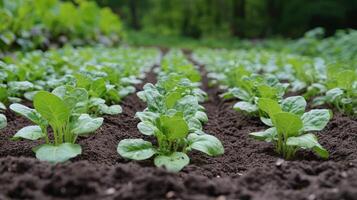 Freshly tended garden with vibrant vegetables and greens in a well-maintained plot photo