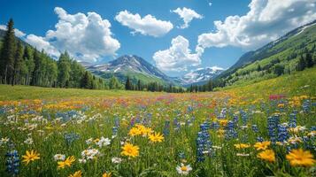 Vibrant wildflowers bloom in a sunny mountain valley with clear blue skies photo