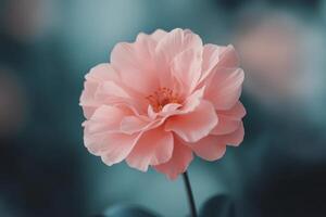 Colorful pink flower stands out against a blurred blue and pink background in a serene setting photo