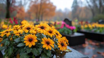 Bright yellow flowers bloom in a serene cemetery at sunset in autumn photo