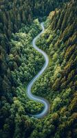 Winding road through lush green forest landscape during daylight hours photo