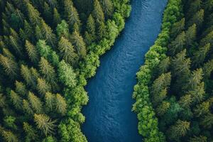 River winding through lush green rainforest creating a serene oasis in the heart of nature photo
