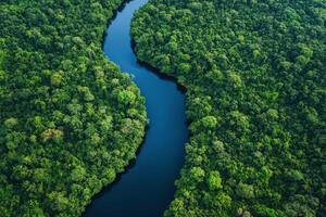River winding through lush green rainforest creating a serene oasis in the heart of nature photo