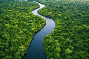 River winding through lush green rainforest creating a serene oasis in the heart of nature photo
