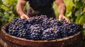 Smiling farmer showcasing fresh grapes at a bustling market in the afternoon sun photo