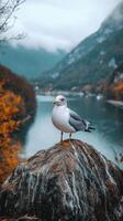 Seagull perched on a rock by a tranquil lake surrounded by autumn-colored trees photo