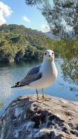 Seagull perched on a rock by a tranquil lake surrounded by autumn-colored trees photo