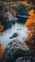 Seagull perched on a rock by a tranquil lake surrounded by autumn-colored trees photo