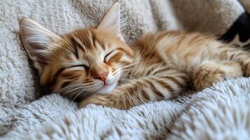 Soft and fluffy kitten napping peacefully on cozy blanket in a warm environment photo