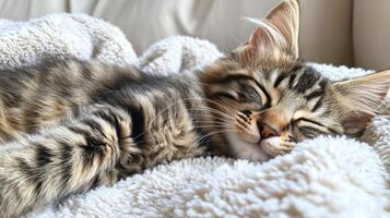 Soft and fluffy kitten napping peacefully on cozy blanket in a warm environment photo