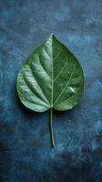 Large green leaf on blue background showcasing natural texture and detail photo