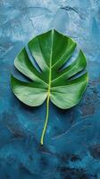 Large green leaf on blue background showcasing natural texture and detail photo