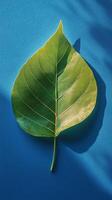 Large green leaf on blue background showcasing natural texture and detail photo