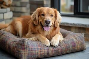 Golden retriever resting peacefully on cozy bed in a sunny room at midday photo