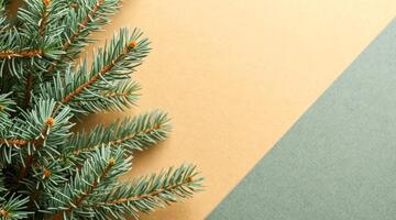 blue spruce branch on a two-toned background photo