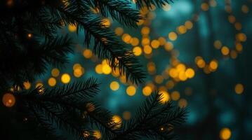 evergreen branches golden lights photo