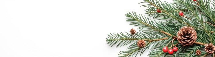 evergreen branches pinecones red berries on white background photo