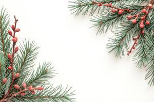 minimalist frame conifer branches with red buds on a white background photo