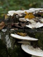 Here is a closeup image of a mushroom that is growing on a tree stump photo