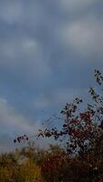 Autumn Branch with Red Berries and Leaves photo