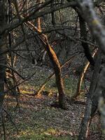Forest Trees with Light Shadows in Autumn photo