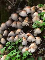 Cluster of Small Mushrooms in Forest photo