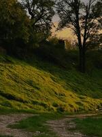 Green Slope with Path and Trees at Sunset photo