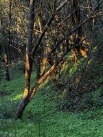 Trees Illuminated by Sunlight in Dense Forest photo