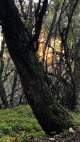 Sunlight Through Tree Trunk in Forest photo