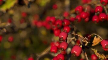 Red Berries on Branch in Nature photo