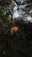 Sunlight Filtering Through Dense Forest photo