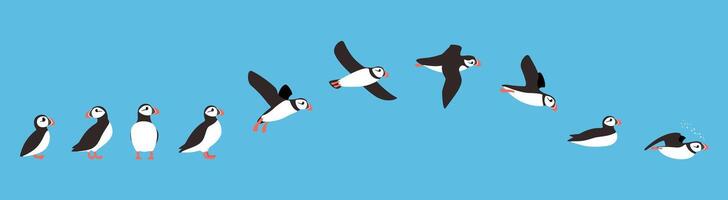 flying sequence of puffin, multiple exposure, vector