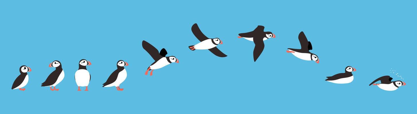 flying sequence of puffin, multiple exposure,