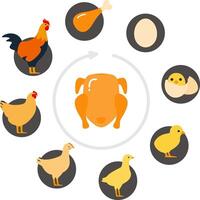 The life of a chicken, different ages of chicken, illustration vector