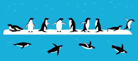 Adelie Penguin standing on the ground, slipping on the ice, swimming on the sea vector