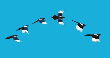 flying sequence of magpie, multiple exposure, illustration vector