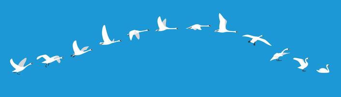 flying sequence of swan, multiple exposure, vector