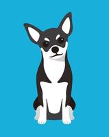 Chihuahua dog is sitting waiting for the master's order vector