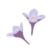 Forsythia, Forsythia, spring flower botanical art vector