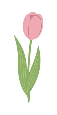 Tulip, Tulipa, spring flower botanical art