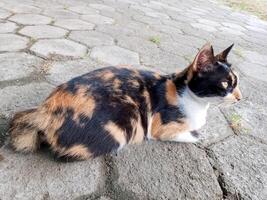 A calico cat with a bobtail is sitting on a concrete patio. A tricolor cat with a short tail is relaxing outdoors. photo