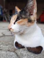 A serene calico cat relaxes outdoors. A close up of a calico cat with its eyes closed. Tricolor cat photo