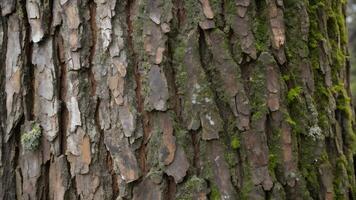 Detailed Tree Bark Texture with Deep Grooves and Moss photo