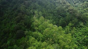 Aerial view, moving over a rainforest tree canopy in a slow speed. Beautiful green nature background of a tropical forest video