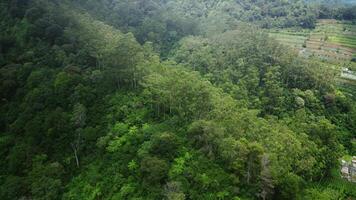 Aerial view, moving over a rainforest tree canopy in a slow speed. Beautiful green nature background of a tropical forest video