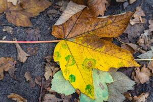 A maple leave with autumn colors photo