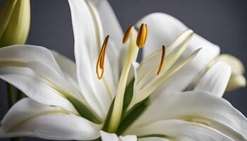 White Lily Close-up photo