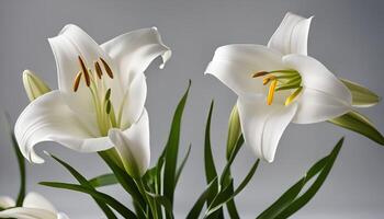 White Lily Flowers in Bloom photo