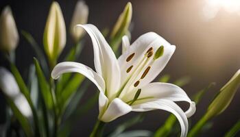 White Lily Flower with a Soft Focus photo
