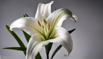 White Lily Flower with Green Stems on Grey Background photo